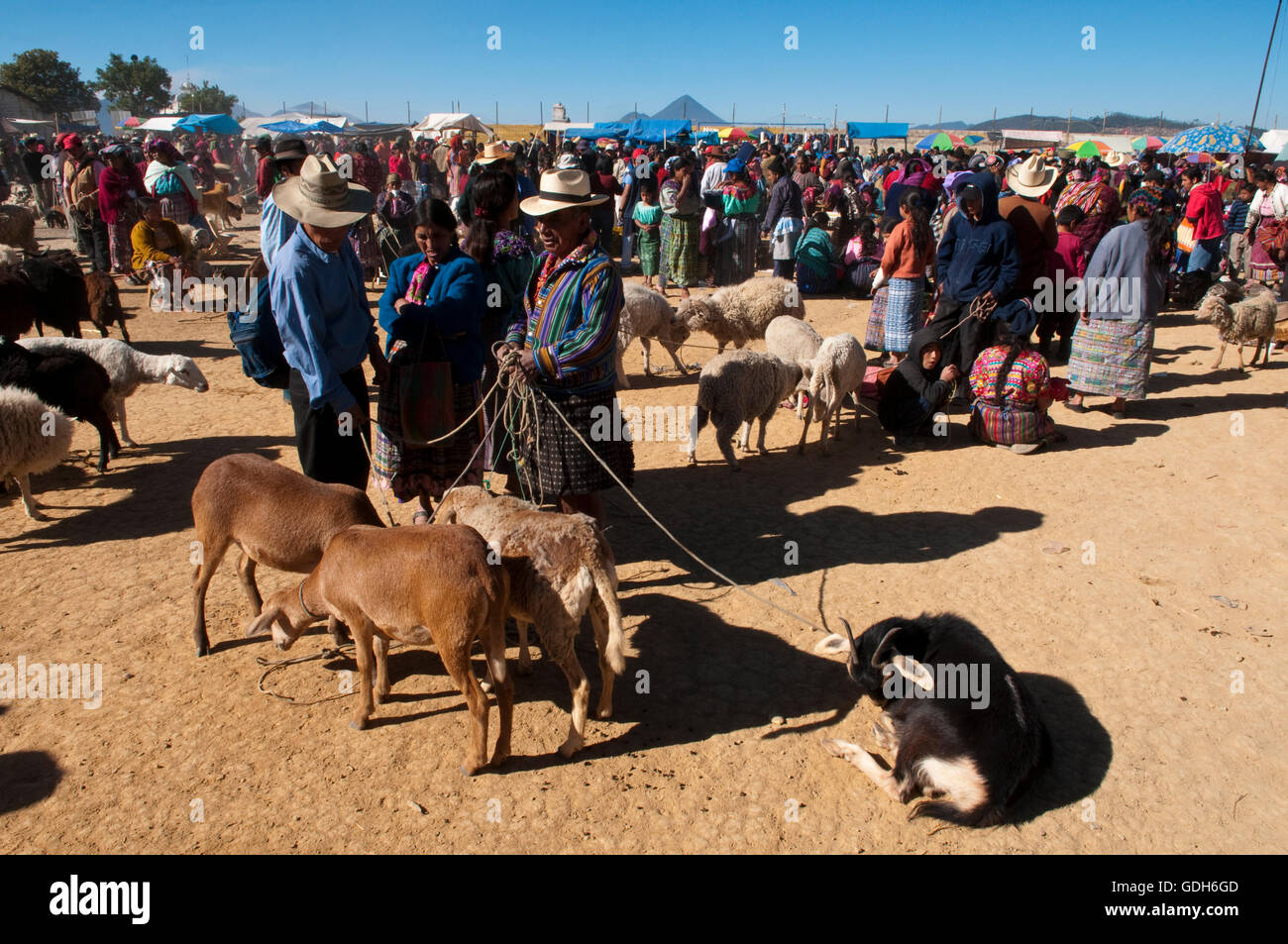 Tiermarkt in San Francisco El Alto, Guatemala, Mittelamerika Stockfoto