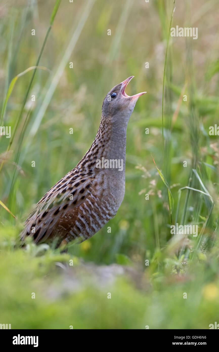Wachtelkönig, Mais Crake oder Landrail (Crex Crex) aufrufen, mittlere Elbe-Biosphärenreservat, Sachsen-Anhalt, Deutschland Stockfoto