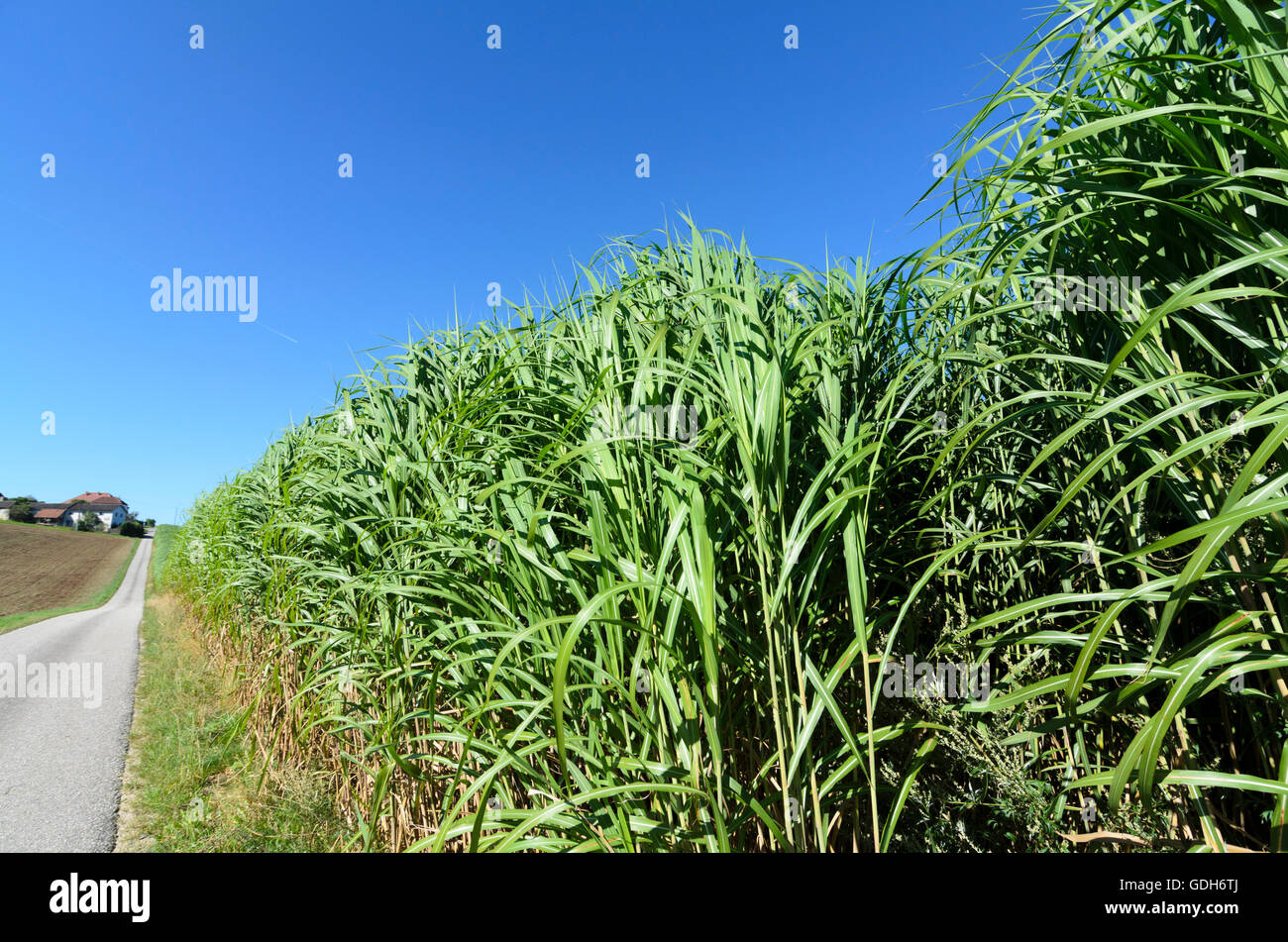 Bad Zell: Feld mit Schilf, Schilf, Mühlviertel, Oberösterreich, Oberösterreich, Österreich Stockfoto