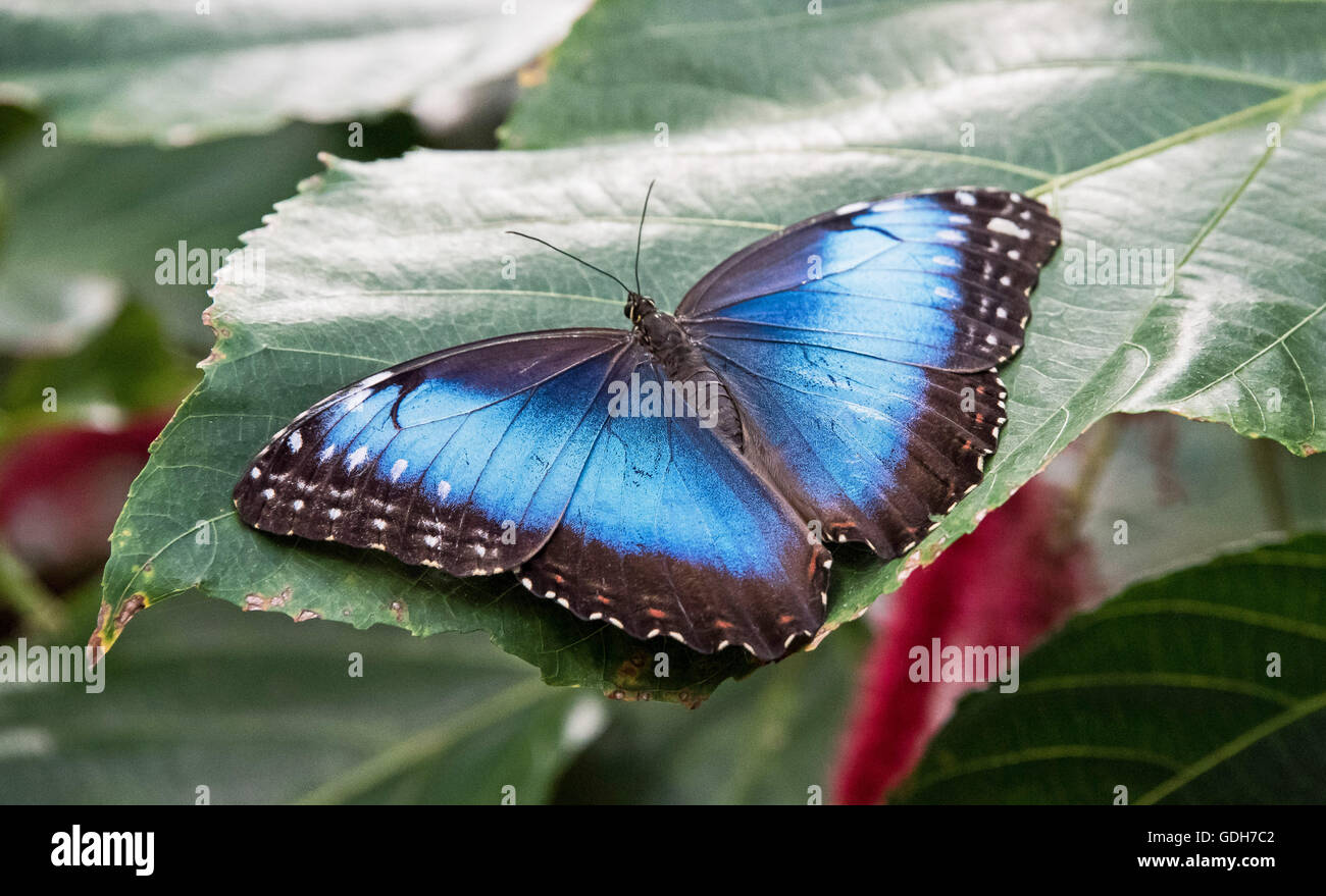 Blauen Morpho Peliedes auf einem Blatt Stockfoto