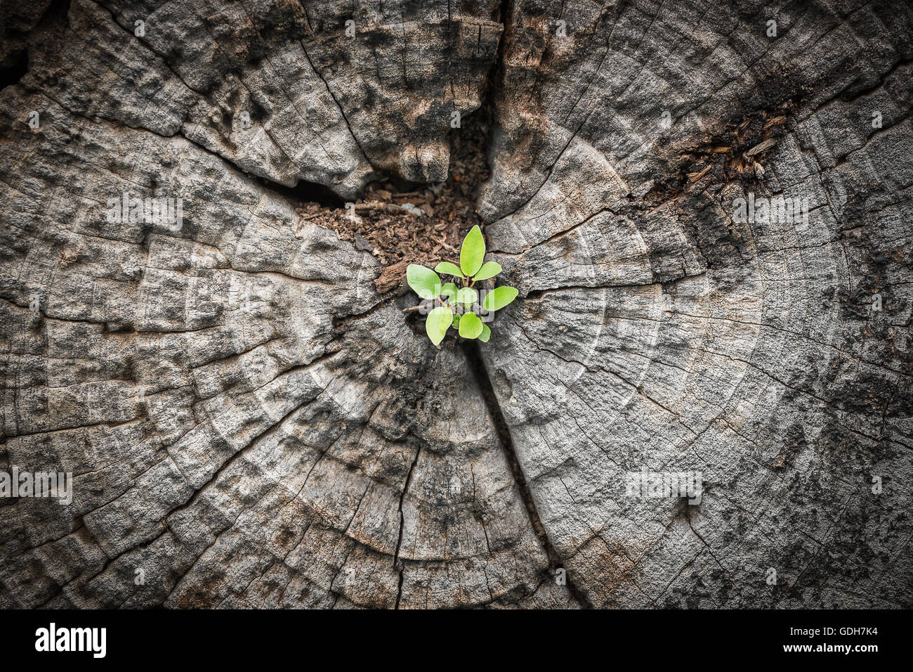 Enge Fokussierung auf kleine grüne Baum wachsen vom Bereich der sterbenden Holz dunkle Klangfarbe knacken Stockfoto
