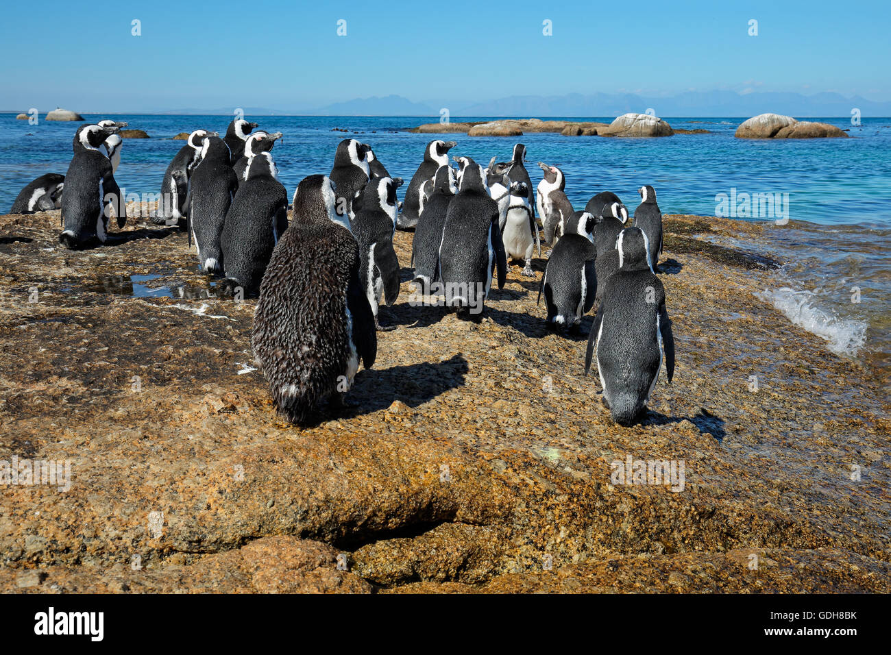 Gruppe der afrikanischen Pinguine (Spheniscus Demersus) sitzen auf Küstenfelsen, Western Cape, Südafrika Stockfoto