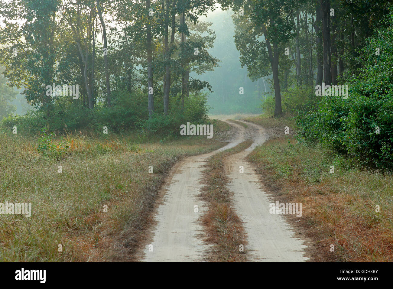 Straße durch Wald an einem nebligen Morgen, Kanha Nationalpark, Indien Stockfoto