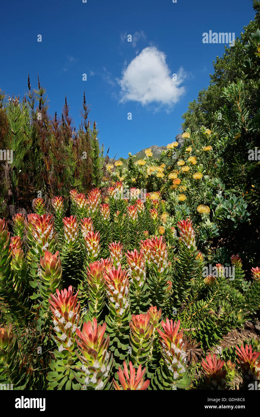 Bunte Blumen in den Botanischen Garten von Kirstenbosch, Cape Town, Südafrika Stockfoto