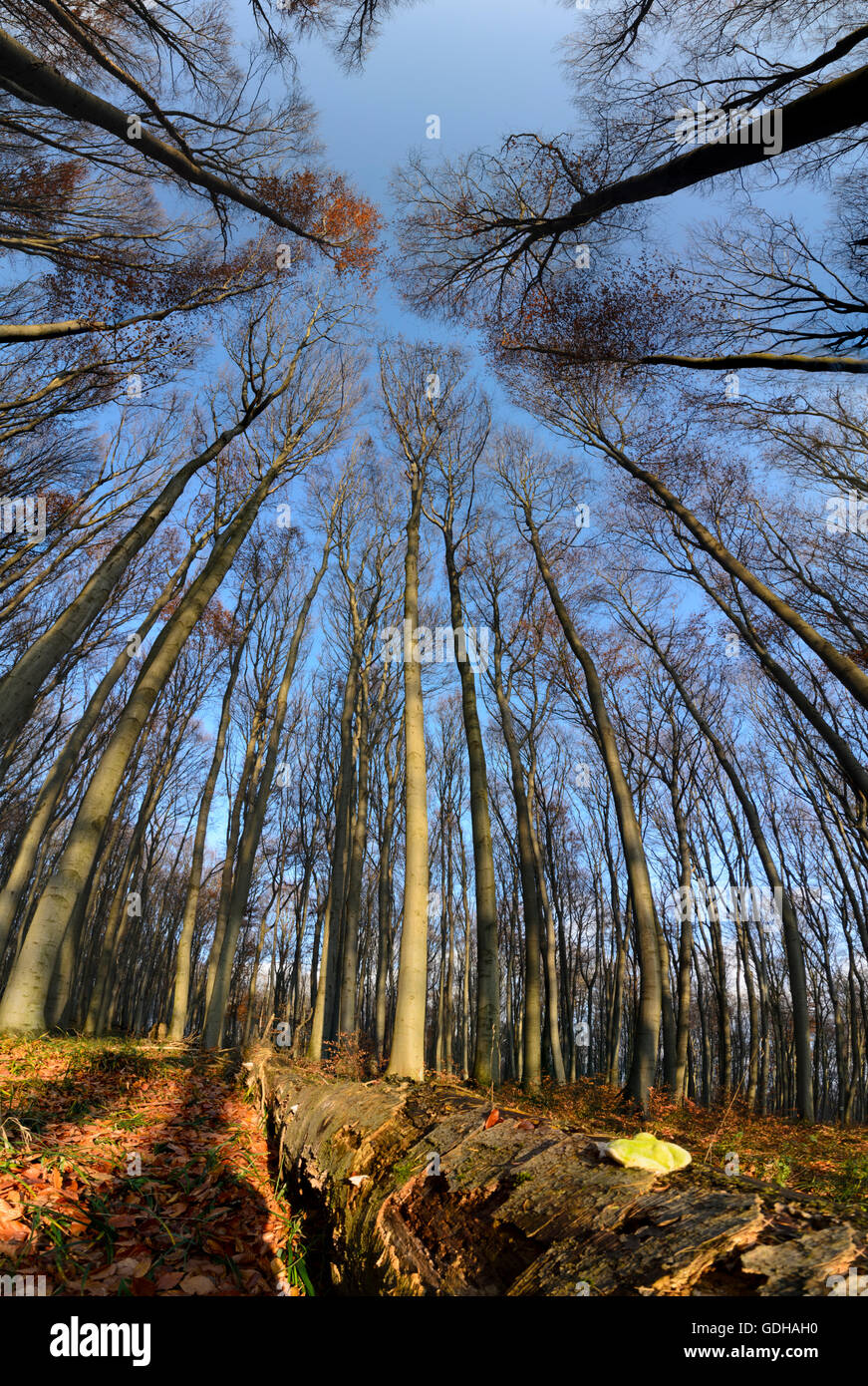 Mauerbach: Urwald mit umgestürzten Bäumen, Österreich, Niederösterreich, Niederösterreich, Wienerwald Wienerwald Stockfoto