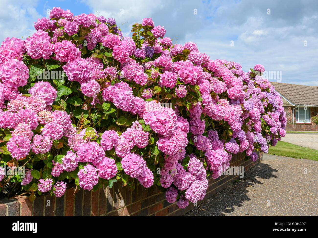 Bush rosa unten Hortensie (Hydrangea Macrophylla) Blüten wachsen im Sommer in Großbritannien. Stockfoto