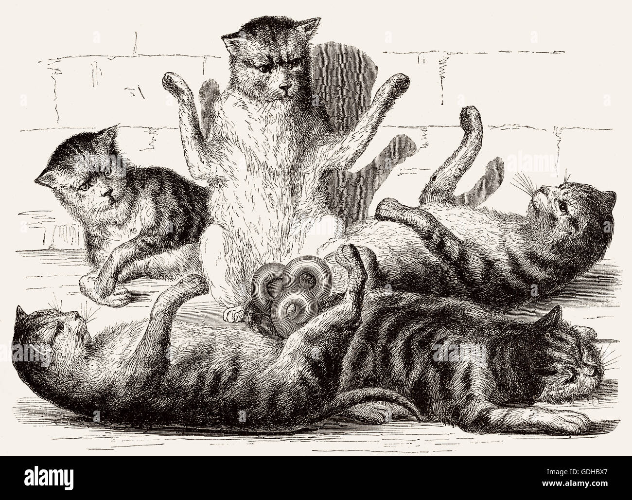 Fünf Katzen sind an den Schwänzen, Illustration, 19. Jahrhundert verbunden. Stockfoto