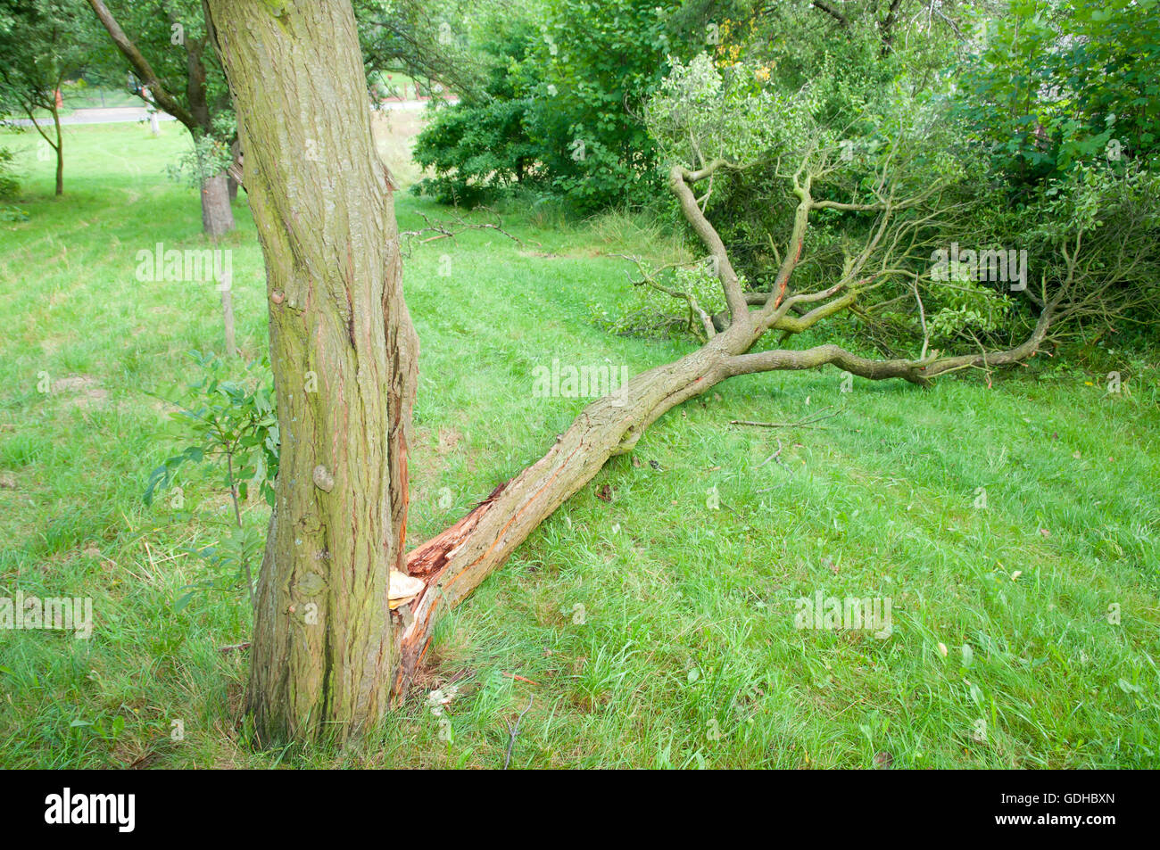 Vom Wind verwehten umgestürzten Baum Stockfoto