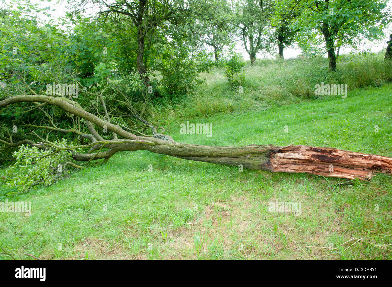 Vom Wind verwehten umgestürzten Baum Stockfoto