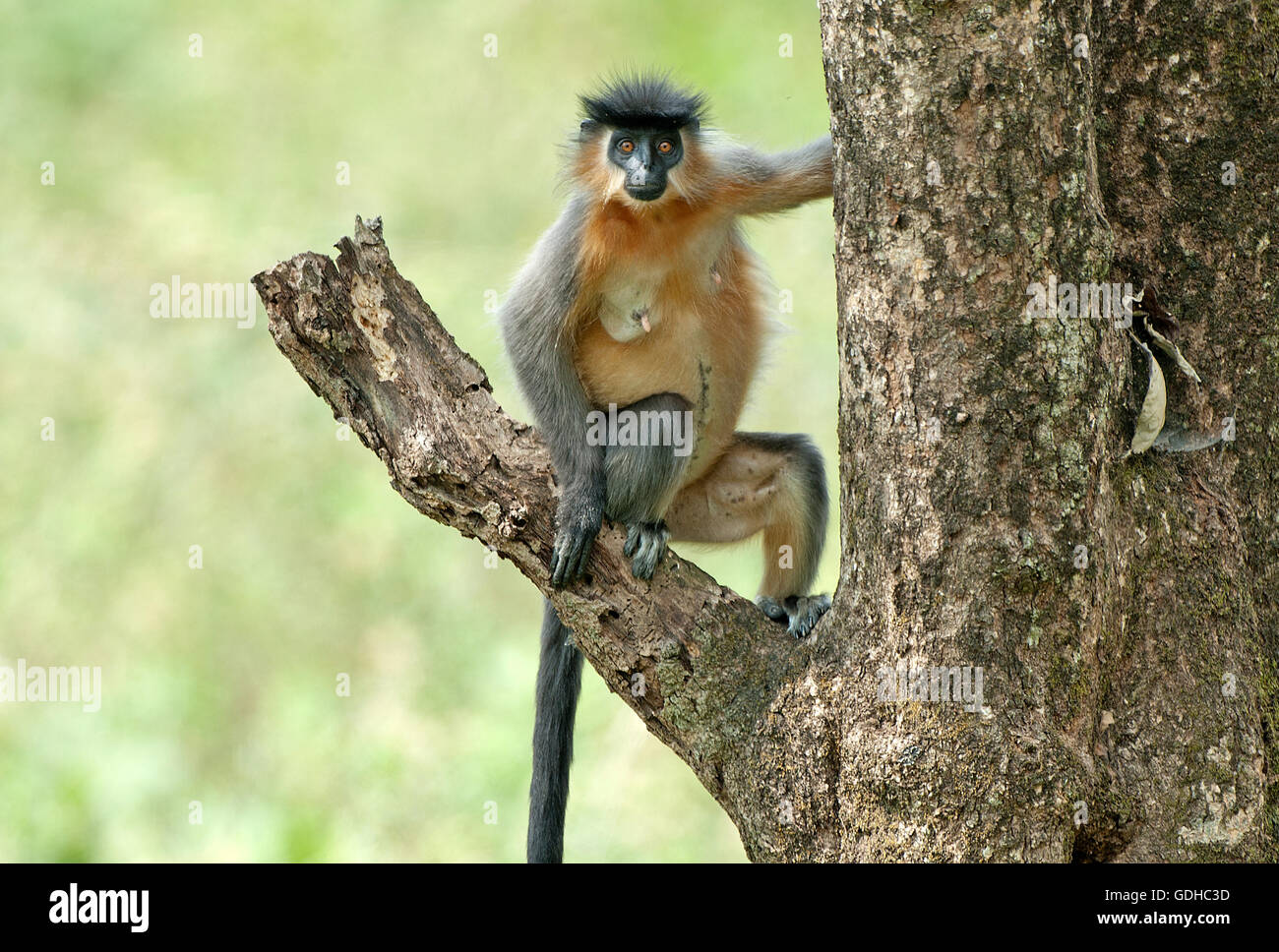 Das Bild der gekappte Languren (Trachypithecus Pileatus) Manas