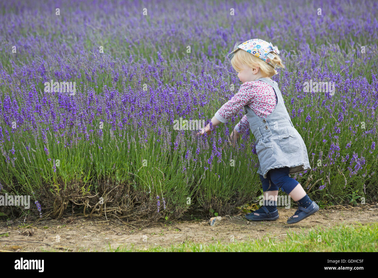 Junge Mädchen genießt den Lavendel an einem Tag der offenen Tür in der Lordington Lavender Farm, Lordington, Chichester, West Sussex UK im Juli Stockfoto