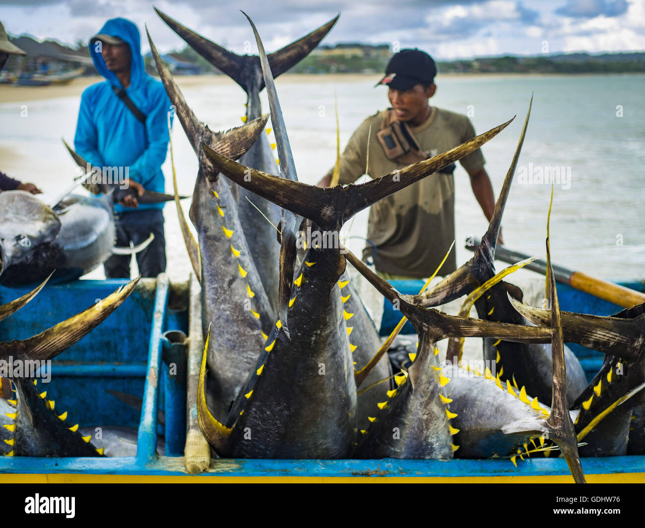 Kuta, Bali, Indonesien. 18. Juli 2016. Gelbflossenthun in einem kleinen Boot am Pasar Ikan Pantai Kedonganan, einem Angelpier und Markt in Kuta, Bali. Die Fische wurden von Trawler arbeiten in indonesischen Gewässern gefangen und auf kleineren Booten brachte dann die Yellowfin in Ufer übertragen. Yellowfin sind sehr beliebt bei japanischen Konsumenten für Sushi und Sashimi und die besten Yellowfin in indonesischen Gewässern gefangen werden direkt nach Japan geschickt. © Jack Kurtz/ZUMA Draht/Alamy Live-Nachrichten Stockfoto