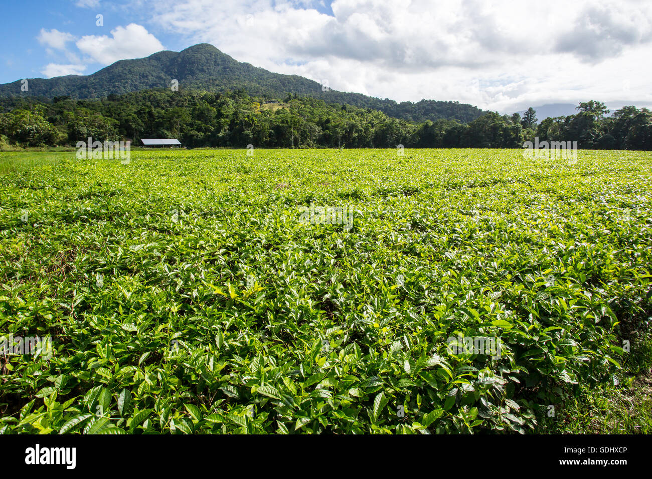 Felder der Tee Blätter in der Daintree Region Queensland, Australien Stockfoto