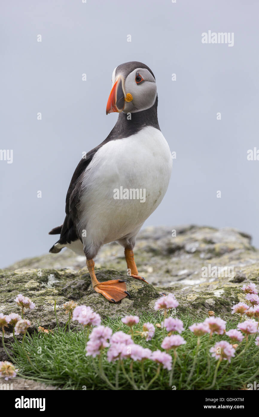Atlantic Puffin, Fratercula Arctica, Lunga, Treshnish Inseln, Mull, Schottland Stockfoto