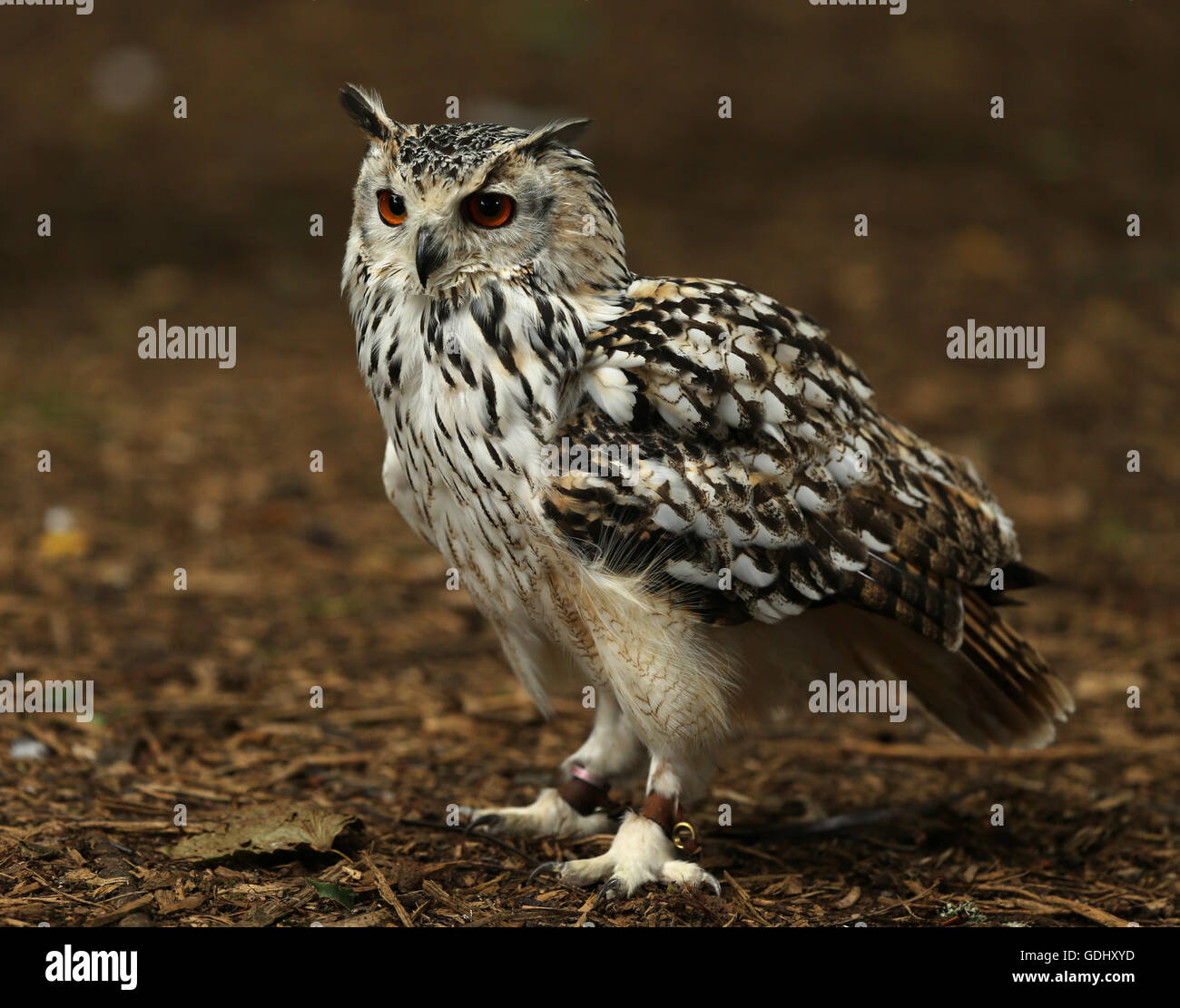 Nahaufnahme von einem Uhu Stockfoto