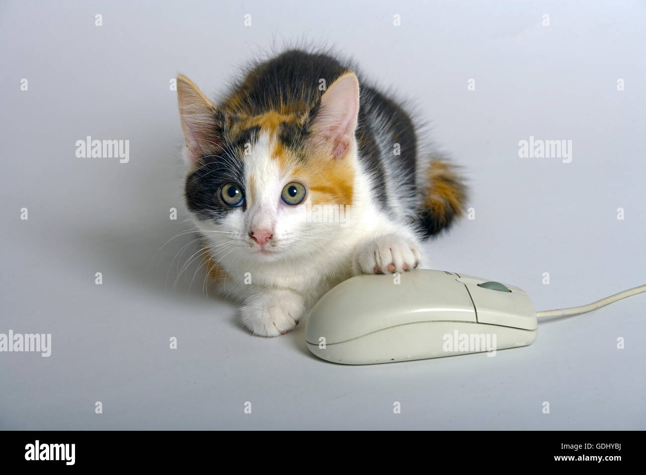 Schildpatt Kätzchen konzentriert sich mit Computer-Maus Stockfoto