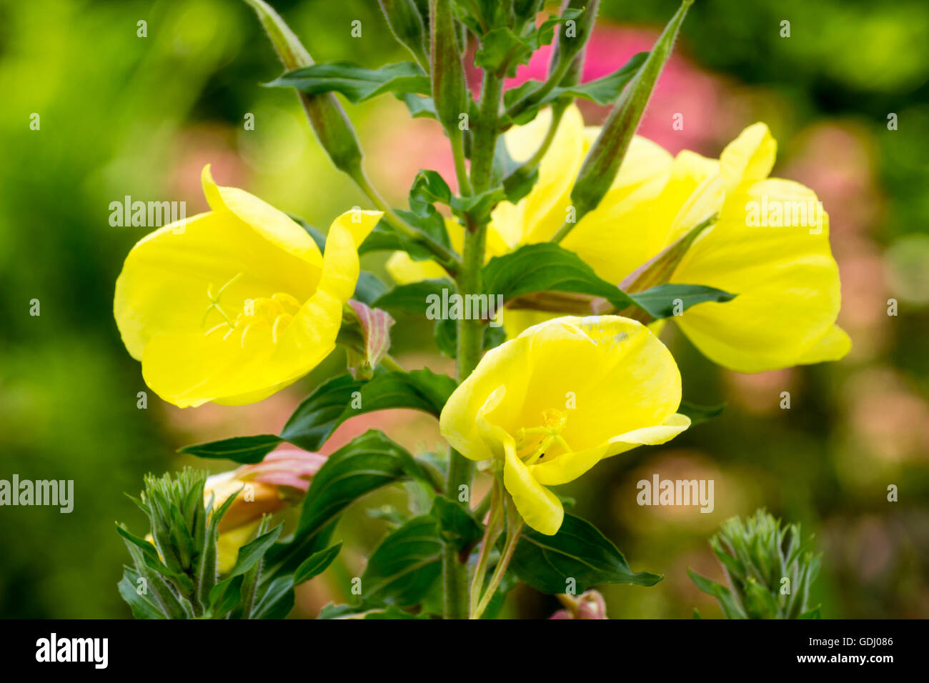 Gelben Blüten die winterharte zweijährige Nachtkerze, Oenothera biennis Stockfoto