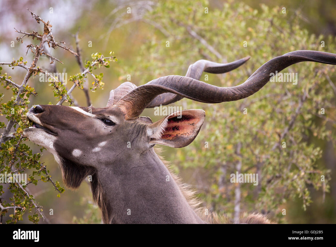 Große Kudu Stier (Tragelaphus Strepsiceros) Surfen auf einem Strauch Stockfoto
