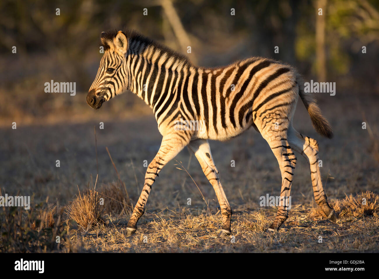 Young Burchell-Zebra-Fohlen zu Fuß Stockfoto