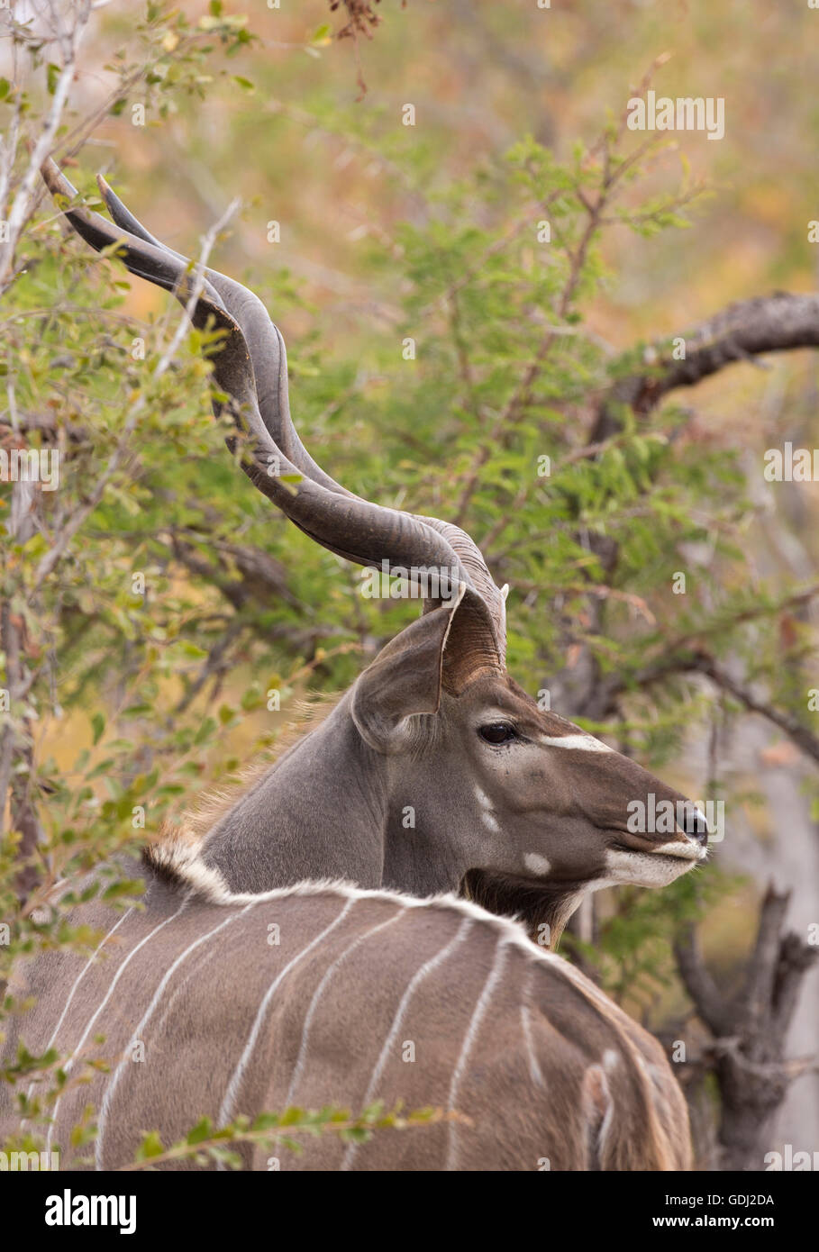 Porträt eines größeren Kudu-Bullen mit beeindruckenden Hörnern angesehen von hinten Stockfoto