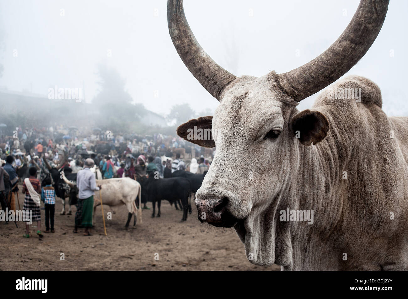 Ochsen zum Verkauf auf dem Wochenmarkt am Bati (Äthiopien) Stockfoto