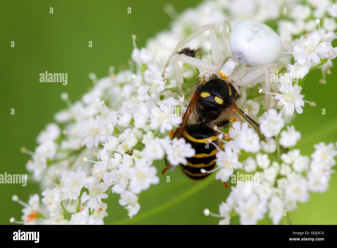 Getarnte Krabbenspinne und Beute Stockfoto