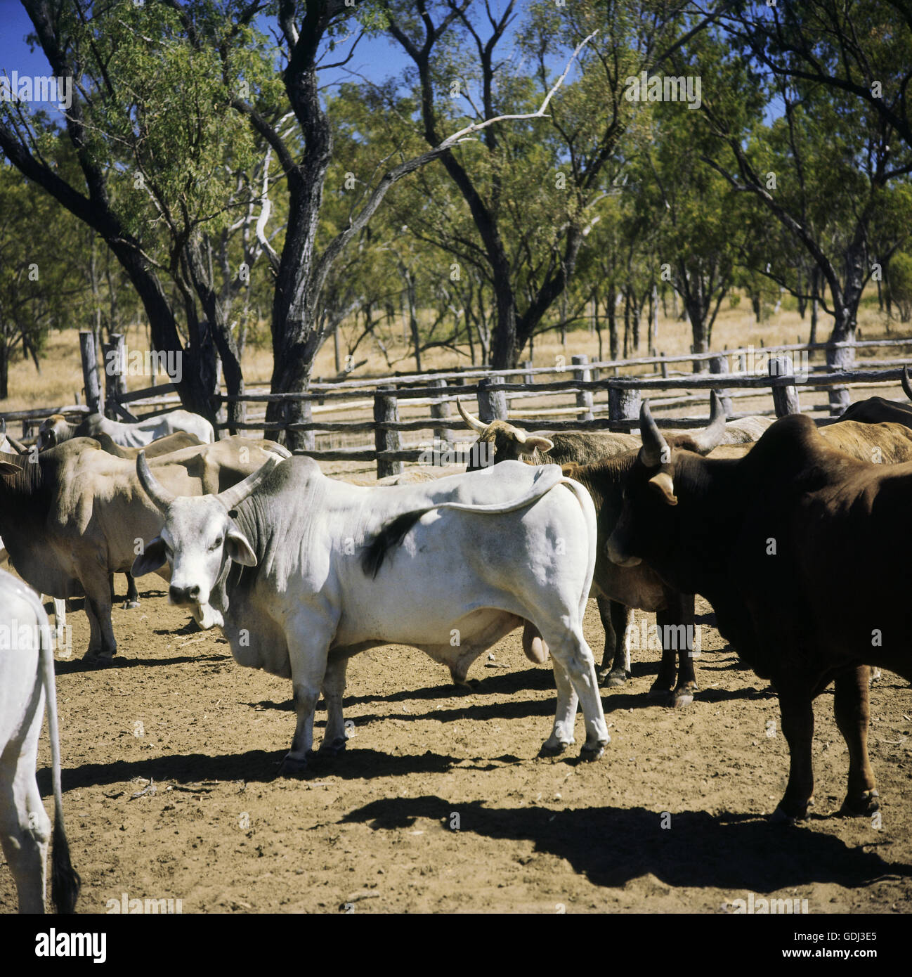 Zoologie / Tiere, Säugetier / Säugetier, Rinder (Bos), Rinder (Bos Primigenius Forma Taurus), Bramane Vieh, Verteilung: Afrika, Stockfoto