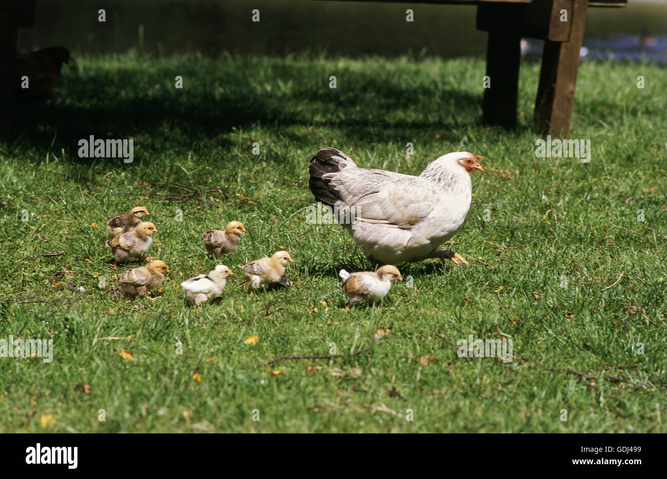 Zoologie / Tiere, Vogelgrippe / Vögel, Huhn (Gallus Gallus Domesticus), Henne mit Küken auf Wiese, Verbreitung: weltweit, Stockfoto
