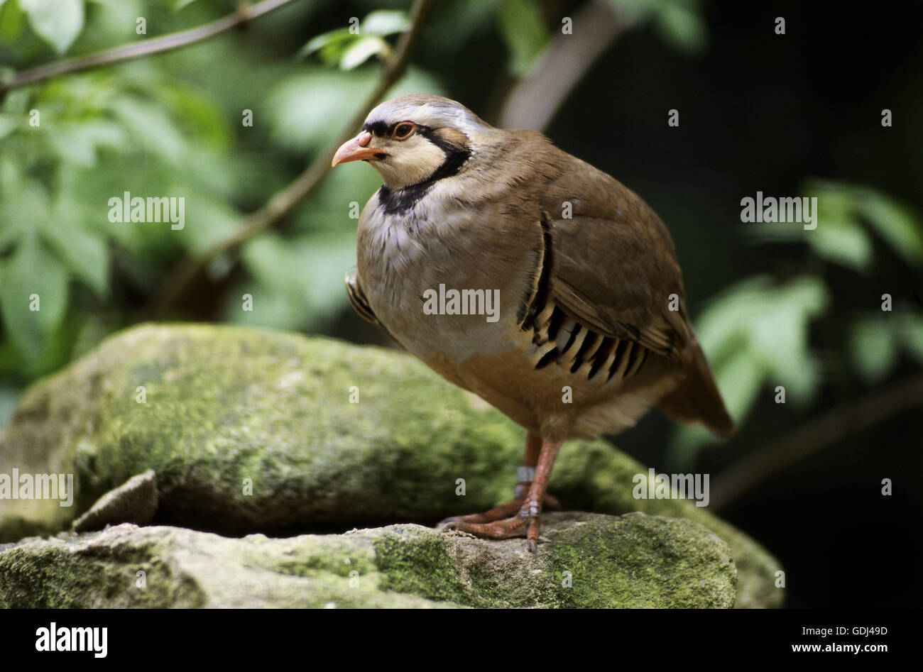 Zoologie / Tiere, Vogelgrippe / Vögel, Rock Partridge (Alectoris Graeca), stehen auf Felsen, Vertrieb: Europa, Stockfoto