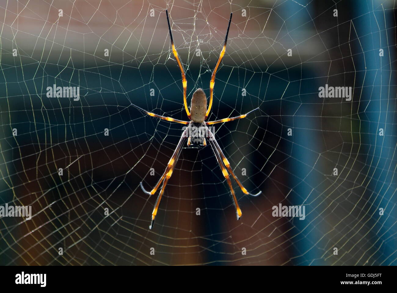Zoologie / Tiere, Arachnid, Spinnen, Golden Orb Spider (Nephila Plumpies), Spider Web, Verbreitung: Süd-Australien, Stockfoto