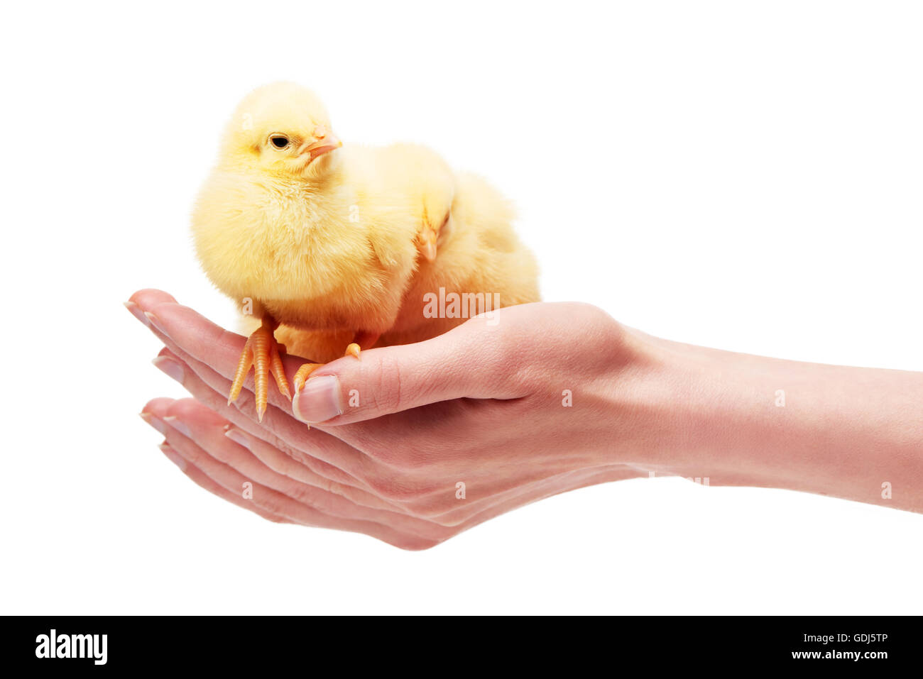 Nahaufnahme von weiblichen Händen mit zwei kleinen gelben Hühner isoliert auf weißem Hintergrund Stockfoto