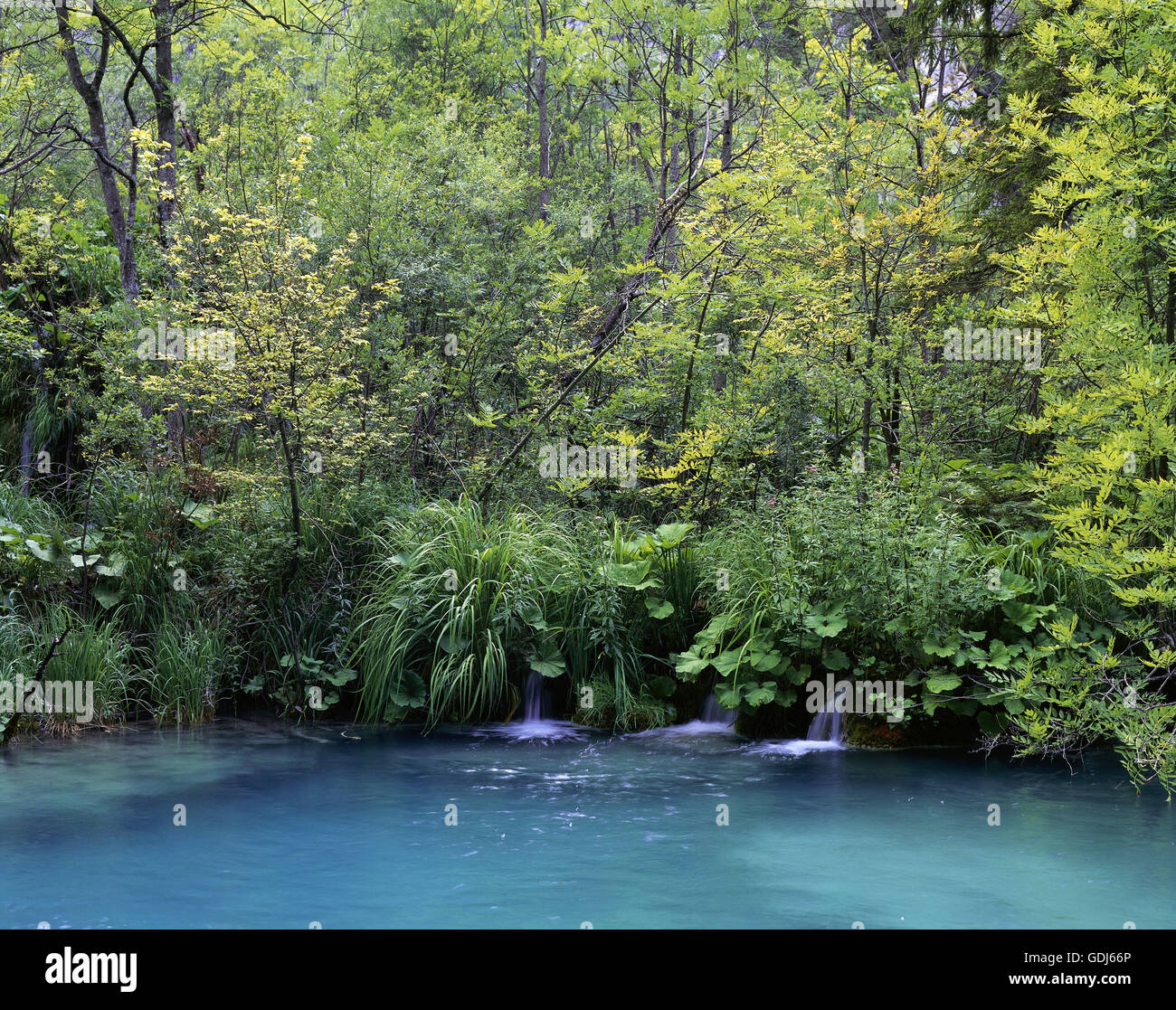 Geographie / Reisen, Kroatien, Landschaft / Landschaften, Nationalpark Plitvicer Seen, Holz, See, Stockfoto