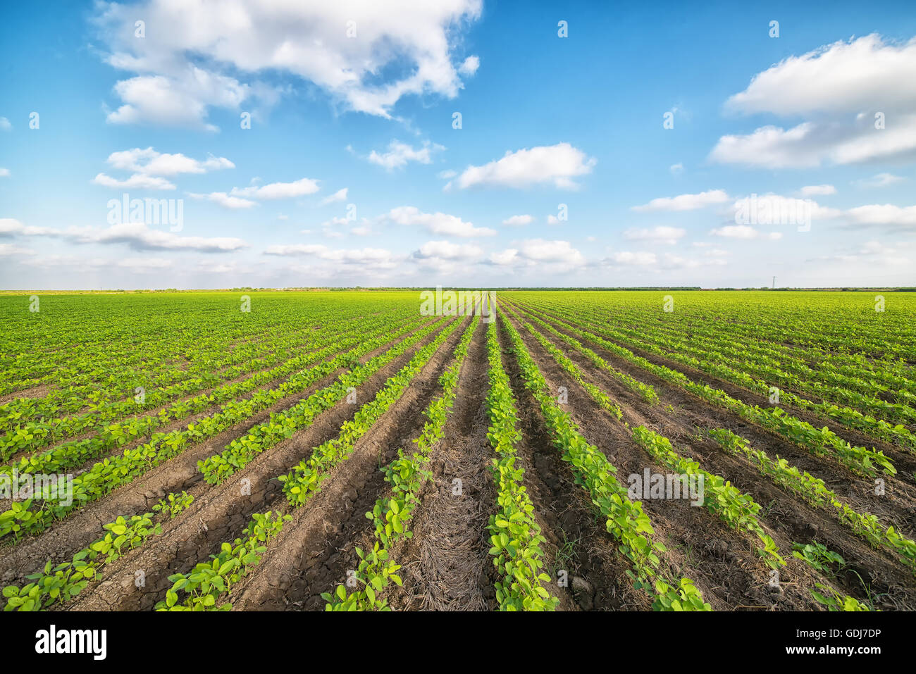 grüne Agrarlandschaft und blauer Himmel Stockfoto