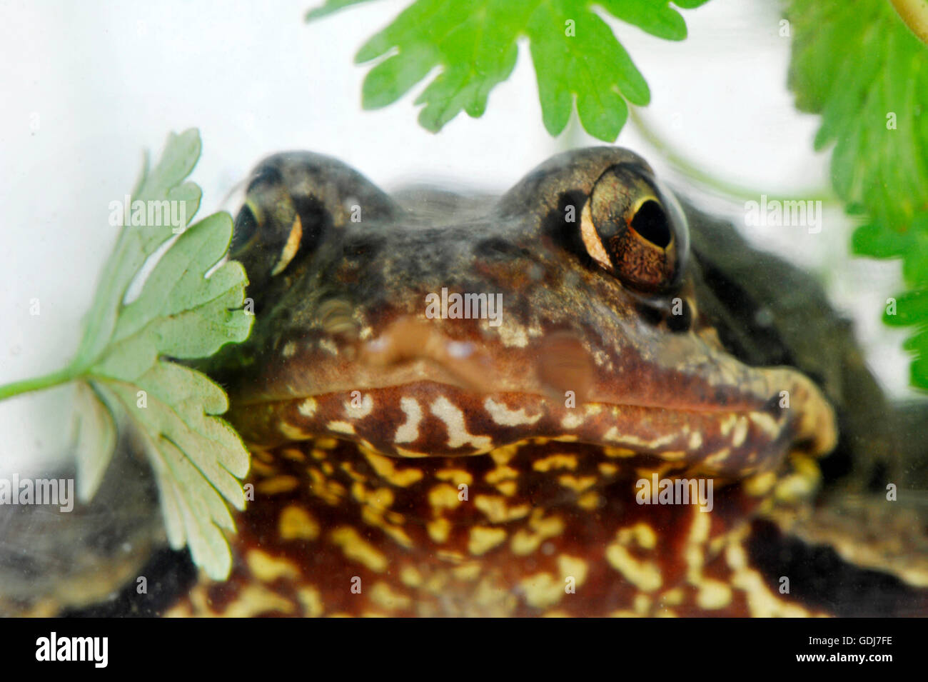 Zoologie/Tiere, Amphibien, Bufonidae, Erdkröte (Bufo bufo), Sitzen in der Wiese, Verbreitung