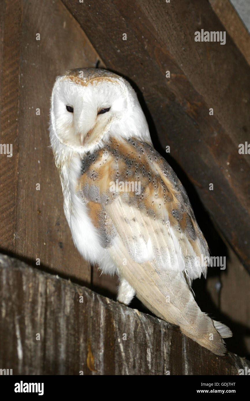 Zoologie/Tiere, Vogel/Vogel, Schleiereule (Tyto alba), im Dachstuhl sitzen, frontal geschossen, Verbreitung: Weltweit, ohne Tundra und Teilen von Asien, Additional-Rights - Clearance-Info - Not-Available Stockfoto