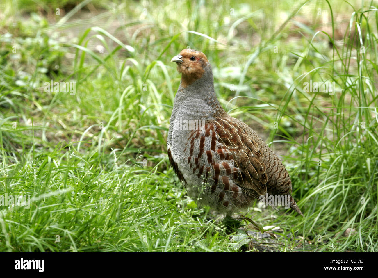 Zoologie/Tiere, Vogel/Vogel, Phasianidae, Rebhuhn (Perdix perdix), stehend in der Wiese, Verbreitung: Europa, Asien, Additional-Rights - Clearance-Info - Not-Available Stockfoto