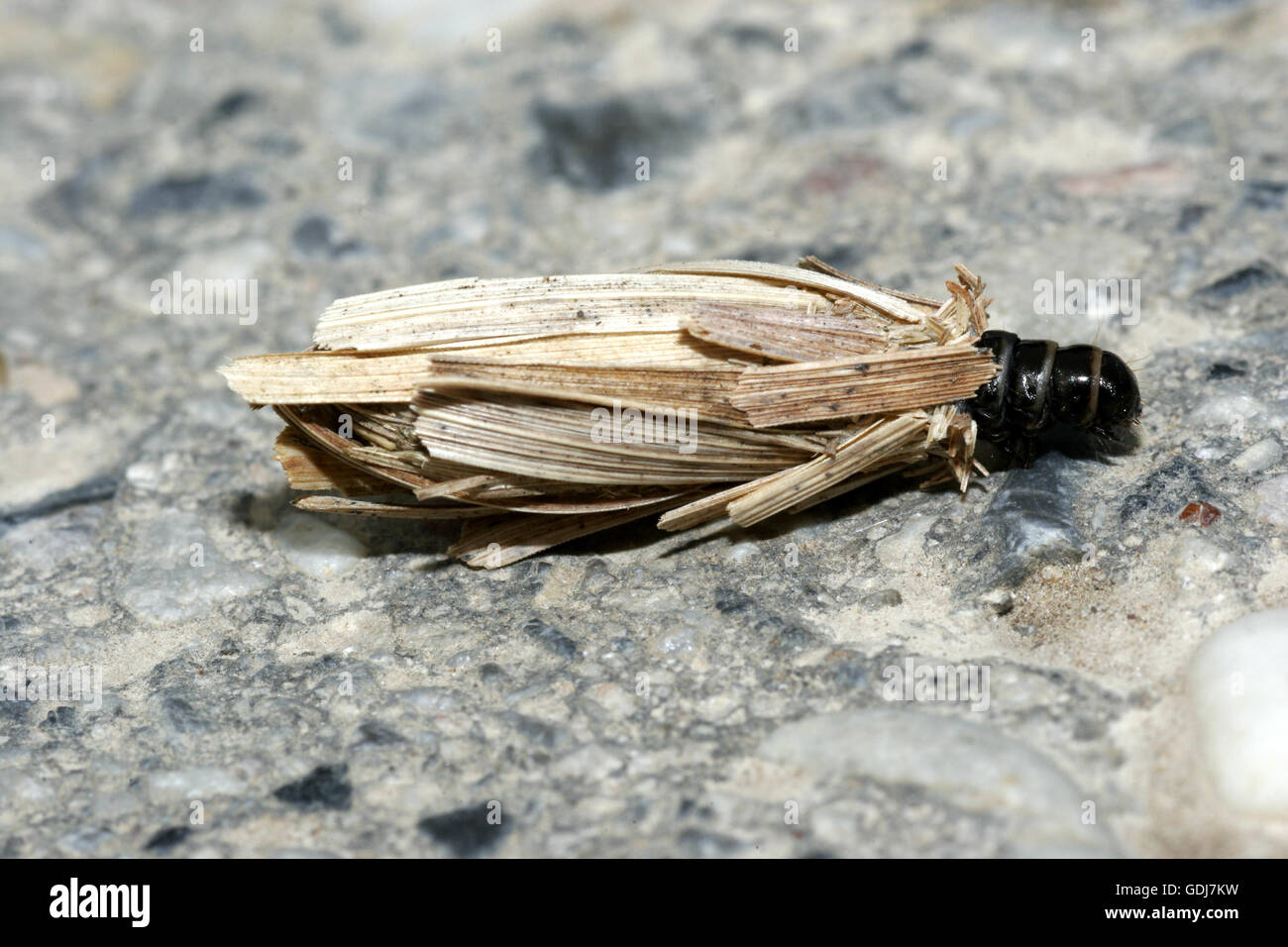 Zoologie/Tiere, Insekten, caddisflies, (Trichoptera), Entwicklung, drei Larve mit trich, Verbreitung: Europa - Additional-Rights Clearance-Info - Not-Available Stockfoto
