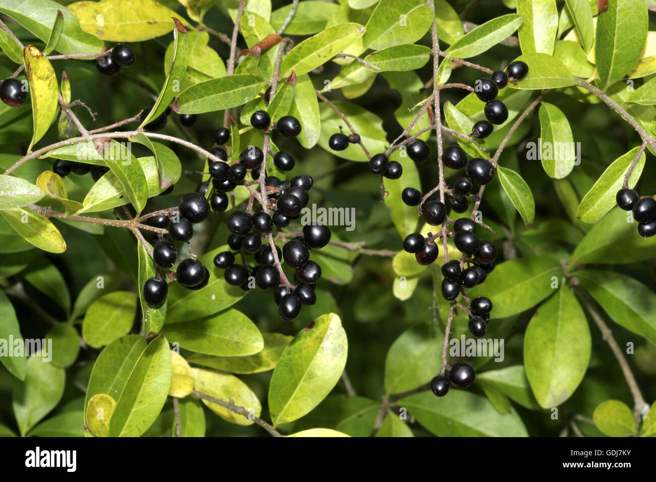 Liguster (Ligustrum Vulgare) mit Beeren, North Rhine-Westphalia,  Deutschland Stockfotografie - Alamy