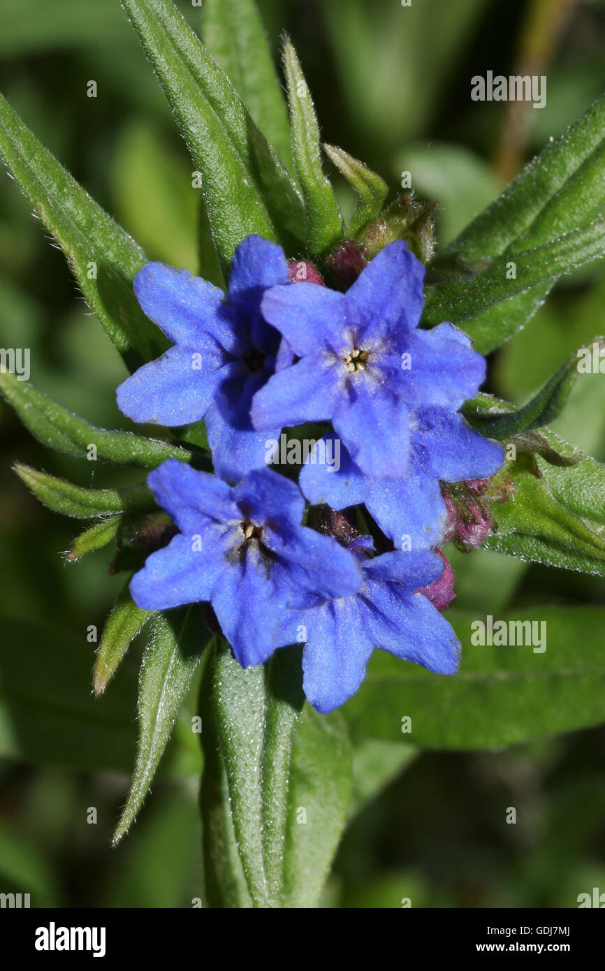 Botanik, Lila Gromwell (Buglossoides purpurocaerulea, Syn.: Lithospermum purpurcaeruleum), inslorescence mit blauen Blüten, Additional-Rights - Clearance-Info - Not-Available Stockfoto