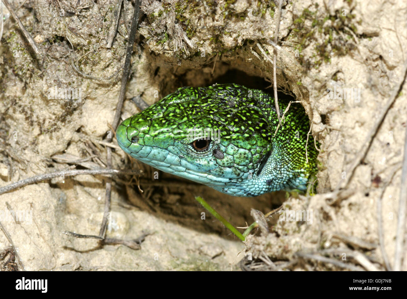 Zoologie/Tiere, Reptilien, Echsen, Europäische grüne Eidechse, (Lacerta viridis), im Dugout, Verbreitung: West-, Zentral-, Süd Europa, Naher Osten, Nord-Additional-Rights Clearance-Info - Not-Available Stockfoto
