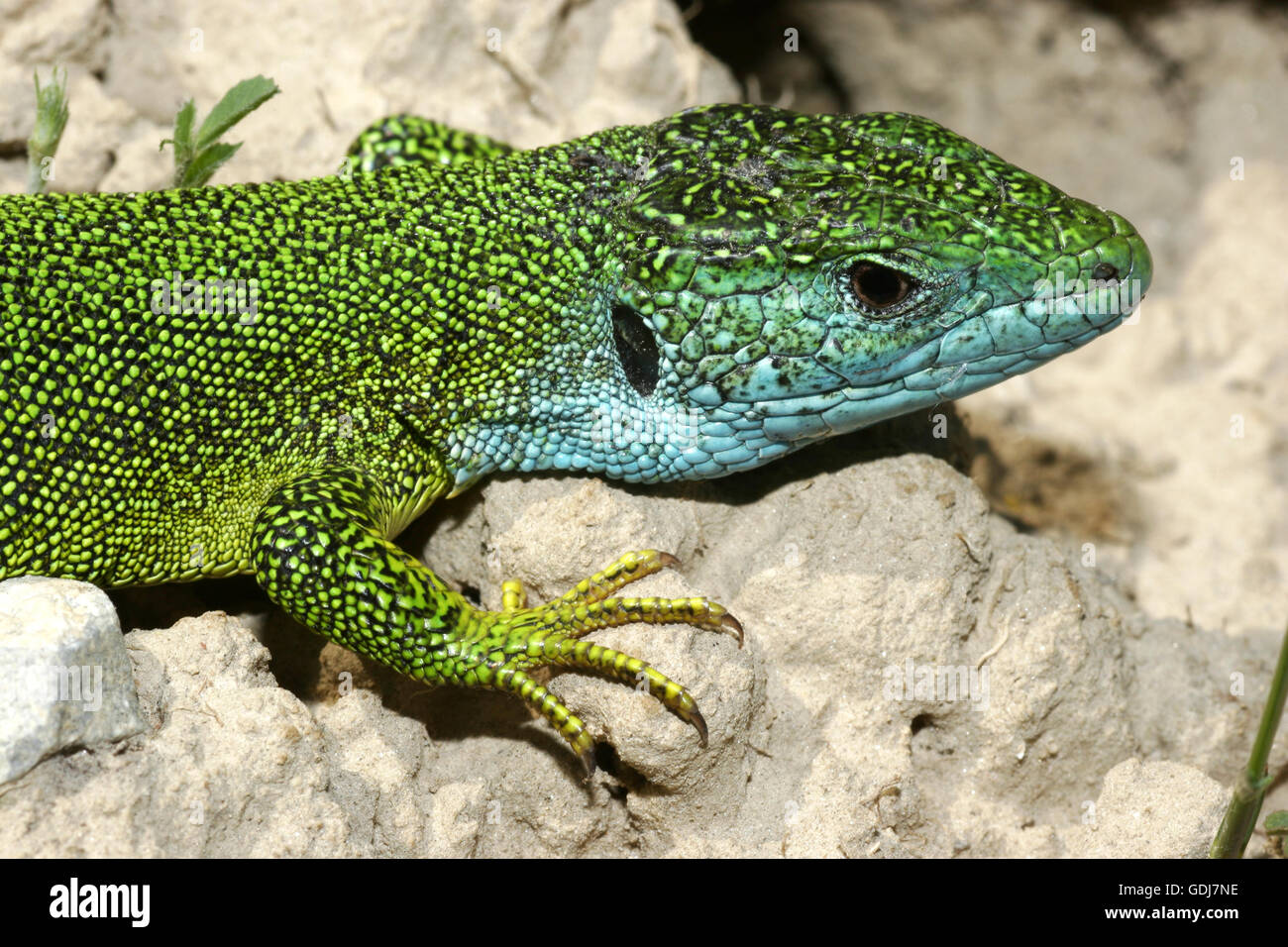 Zoologie/Tiere, Reptilien, Echsen, Europäische grüne Eidechse, (Lacerta viridis), auf Stein, Verbreitung: West-, Zentral-, Süd Europa, Naher Osten, Nord-Additional-Rights Clearance-Info - Not-Available Stockfoto