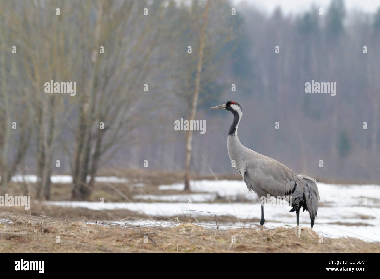 Kraniche (Grus Grus) nur nach der saisonalen Migration ankommen. Twer, Russland Stockfoto