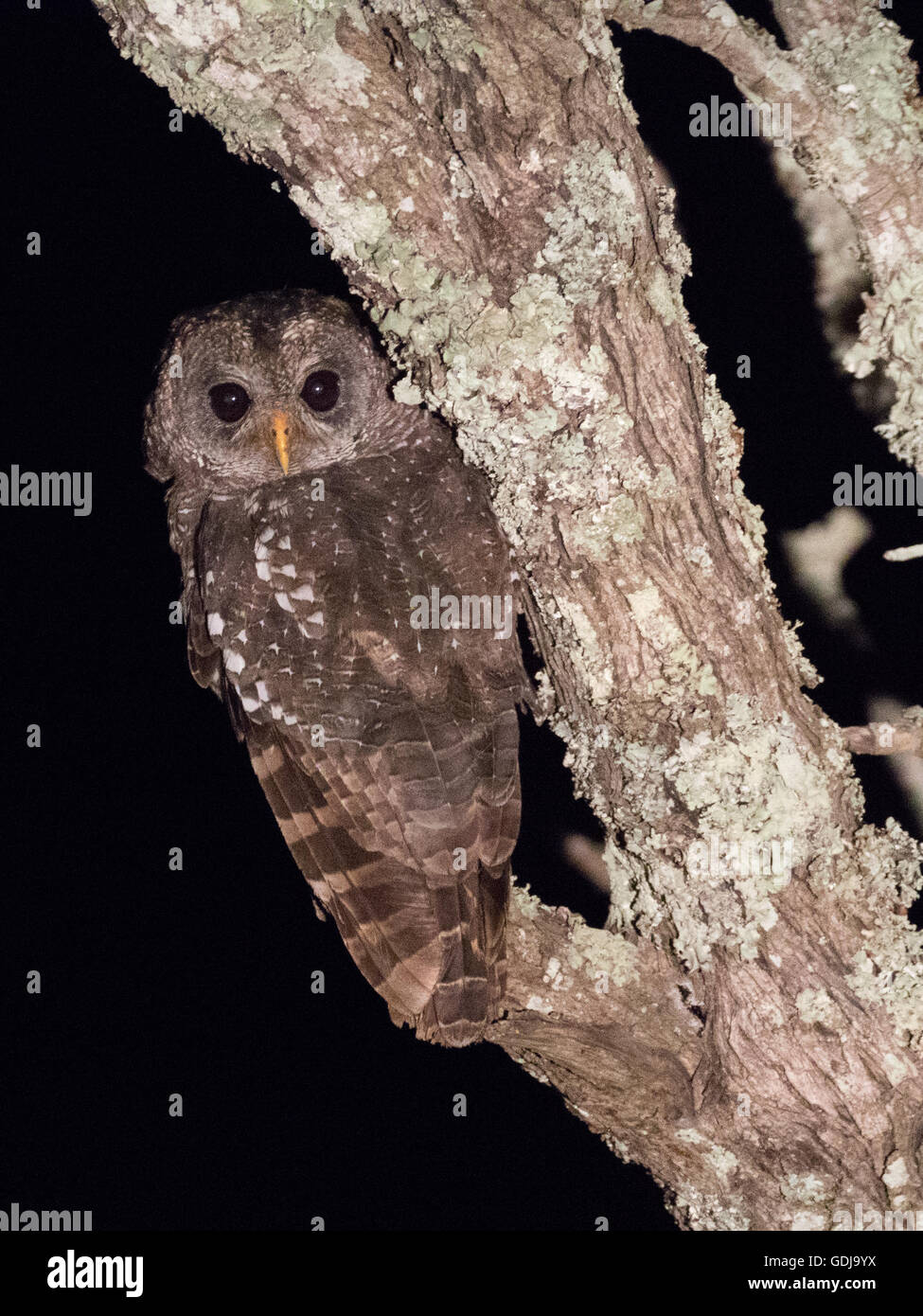 Afrikanische Holz-Eule (Strix Woodfordii) At Night Stockfoto