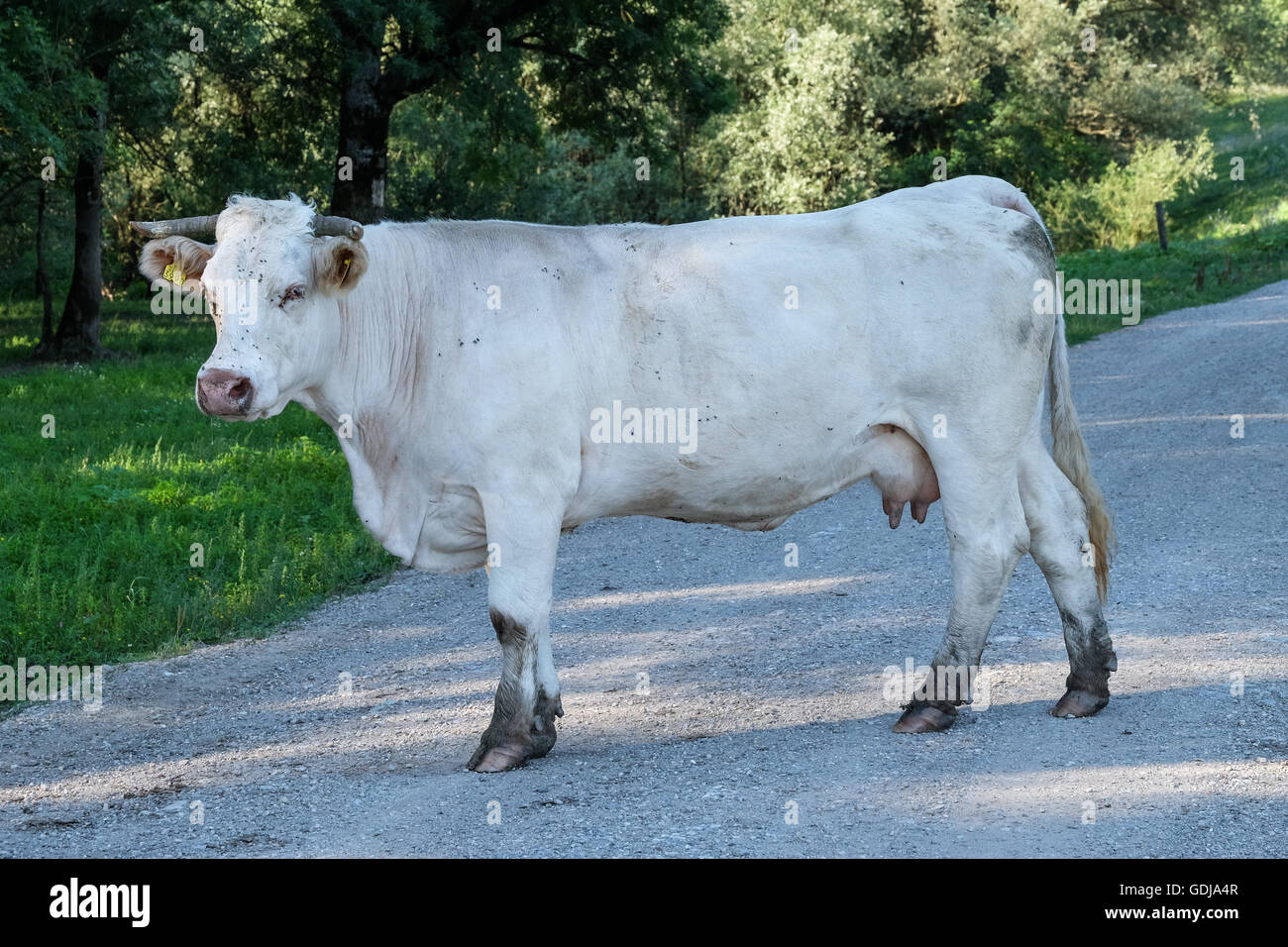 Slawonien-Syrmian Rinder im Naturpark Lonjsko Polje, zentral-Kroatien Stockfoto