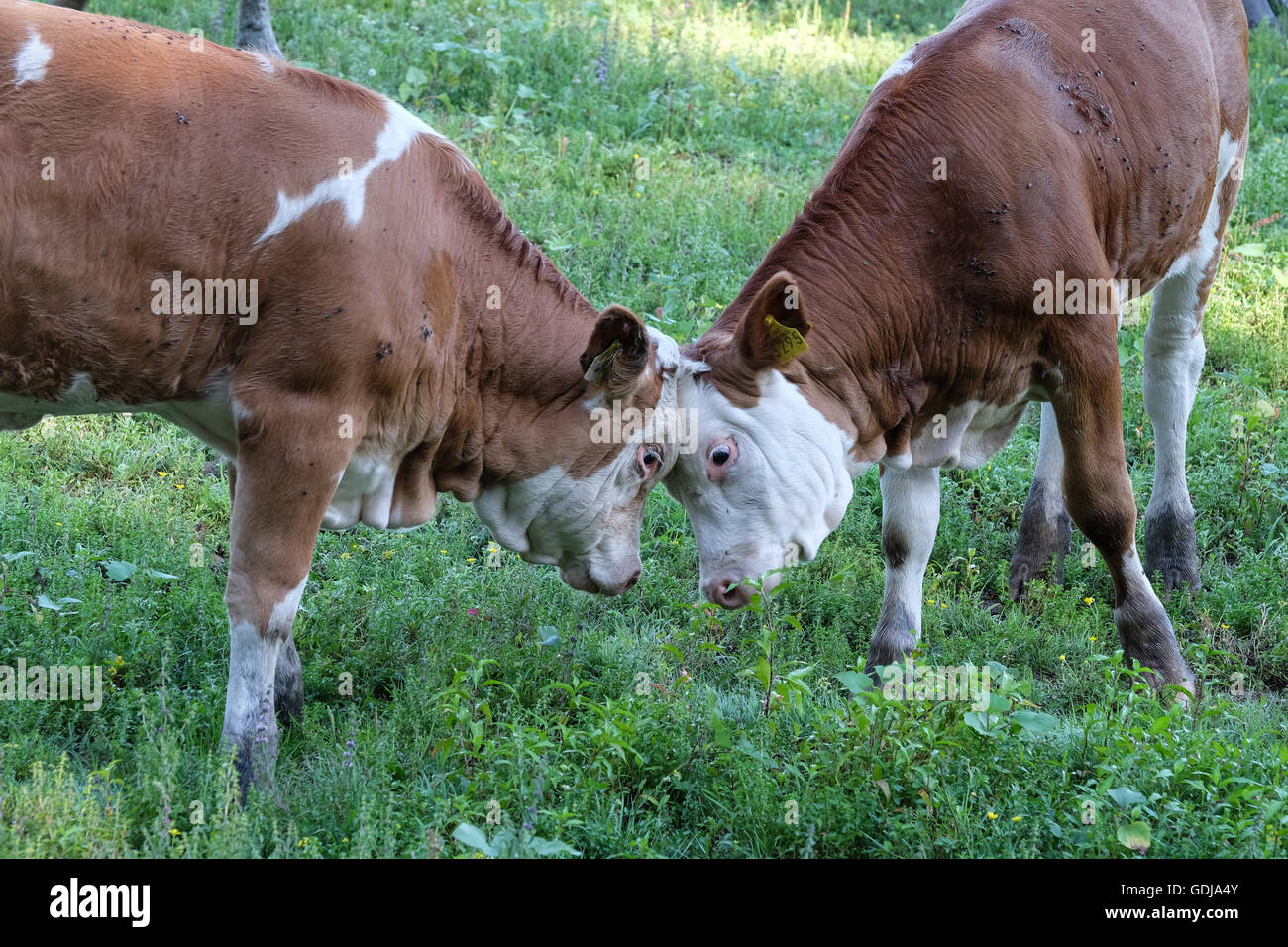 Zwei Kühe Kopf an Kopf Stockfoto