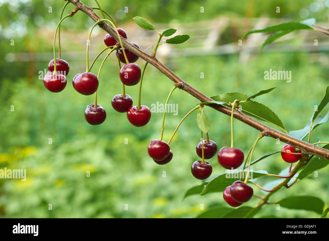 Zweig der Kirsche mit roten reifen Beeren Stockfoto
