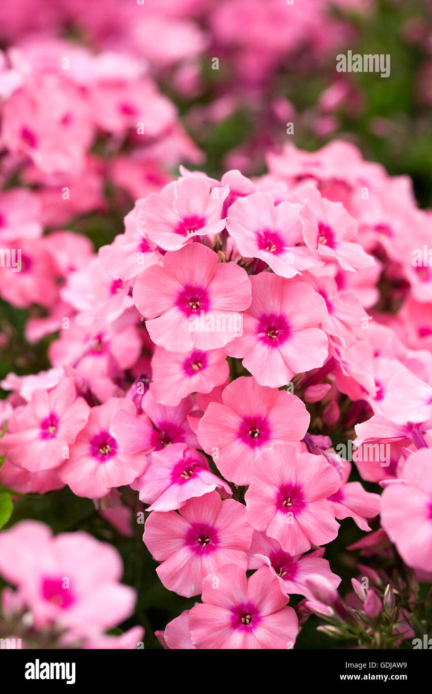 Phlox Light Pink Flame 'Bareleven' Blumen. Stockfoto