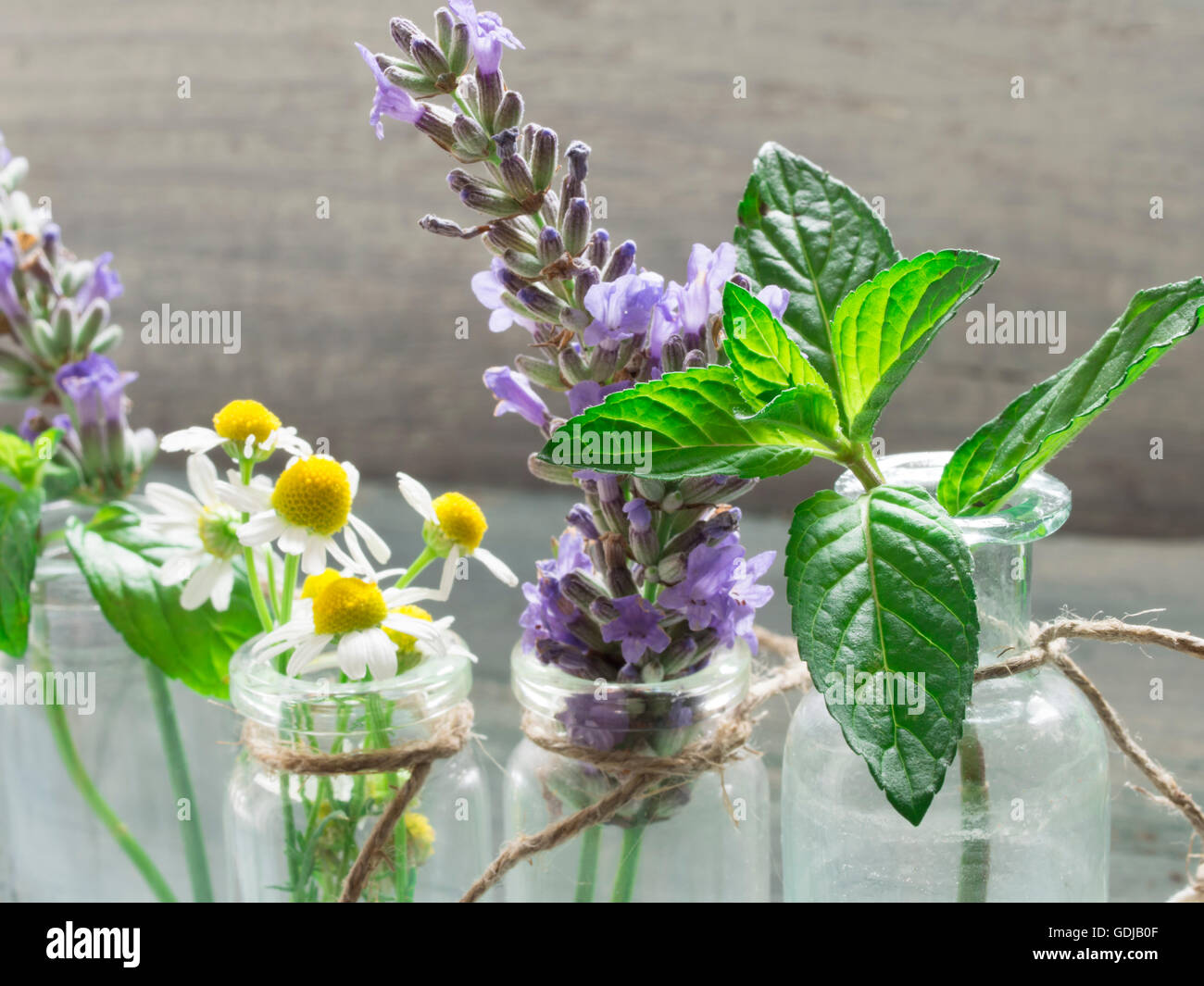 heilende Kräuter Stockfoto