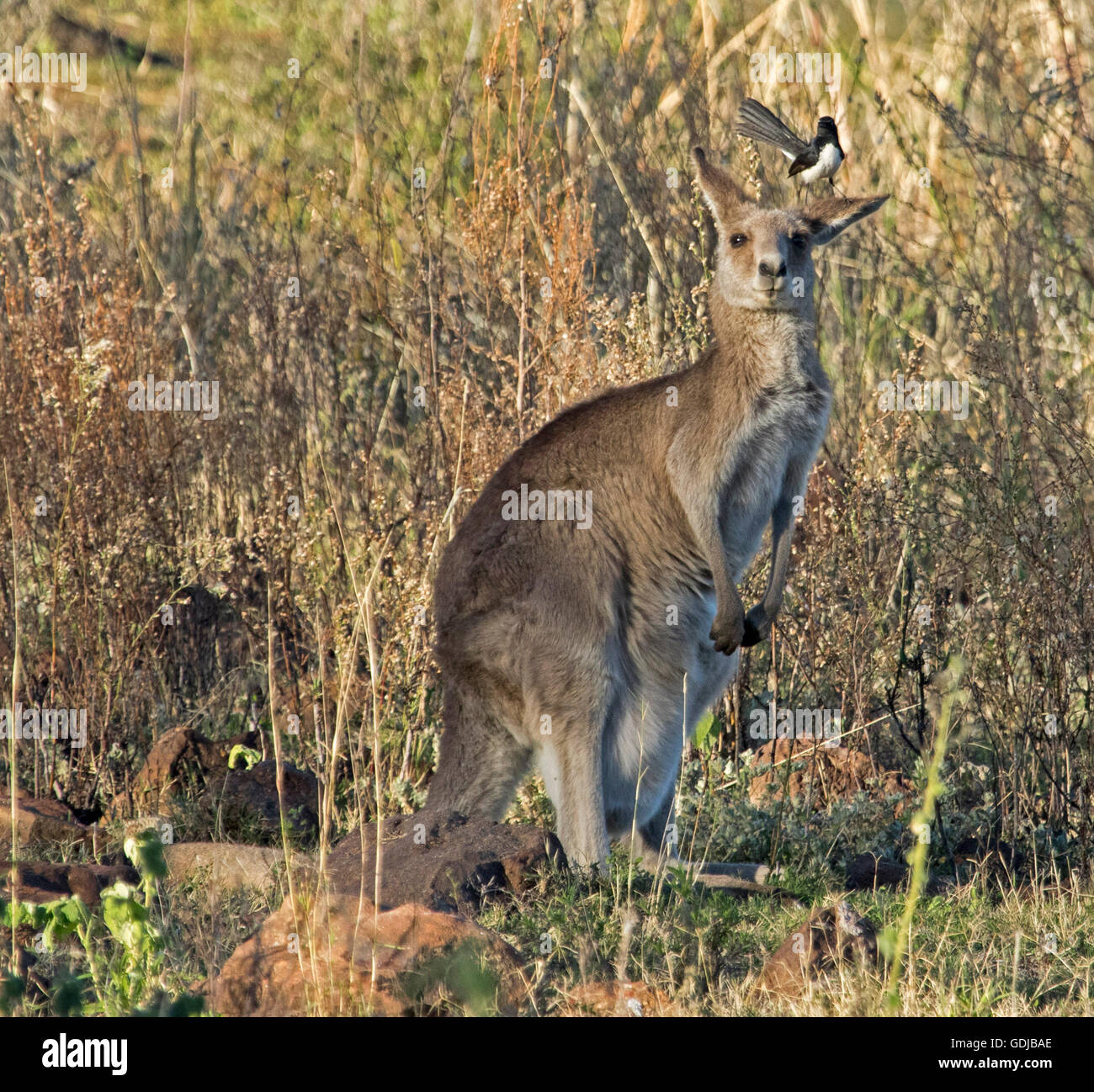 Ungewöhnliche Gefährten, östliche graue Känguru Macropus Giganteus in freier Wildbahn mit Willy Bachstelze am Ohr ernähren sich von Insekten aus dem Kreis dichtes Fell Stockfoto