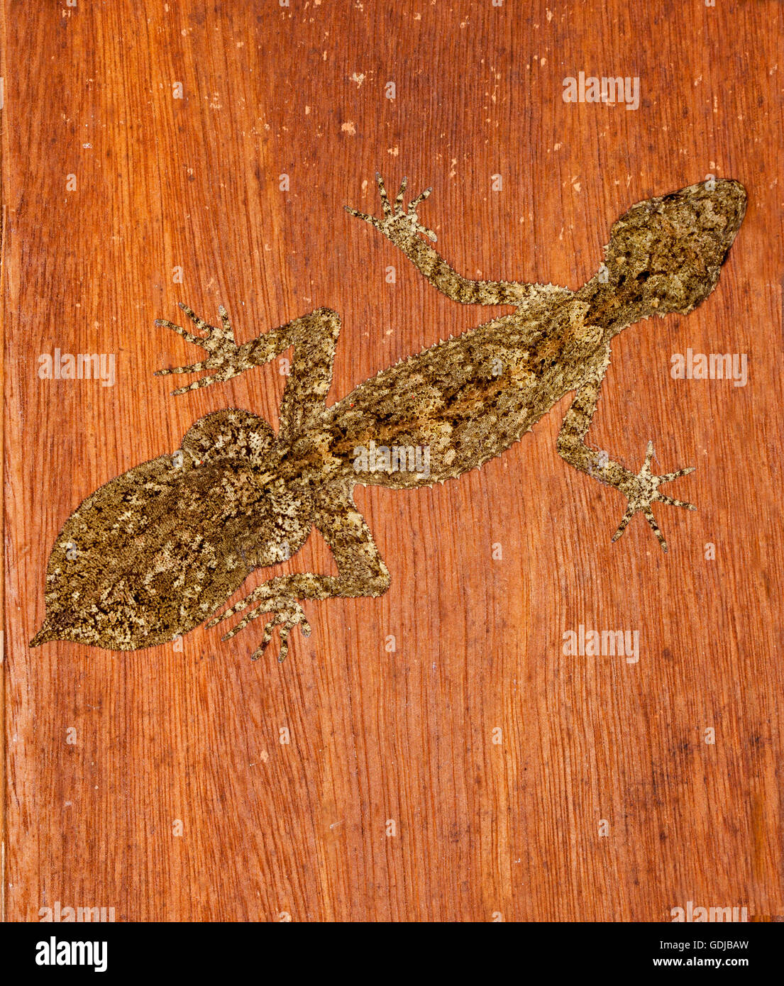 Seltsame & ungewöhnliche Kates Blatt-tailed Gecko Saltuarius Kateae auf Holzwand des ländlichen Gebäudes in seinem natürlichen Regenwald Lebensraum NSW Australia Stockfoto